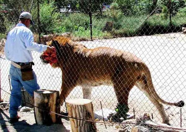 Liger Patrick hungry for its meal. 