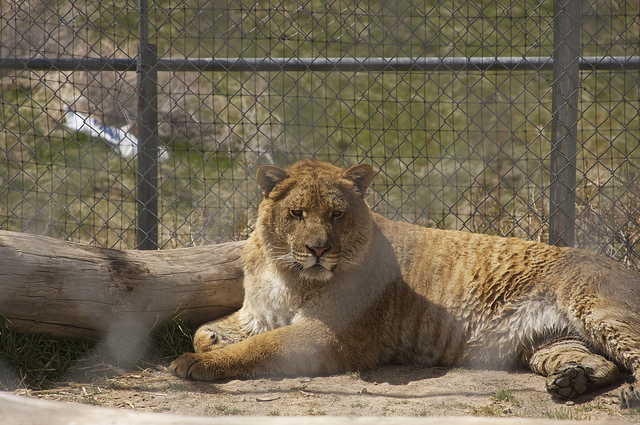 Liger Patrick is very popular. 