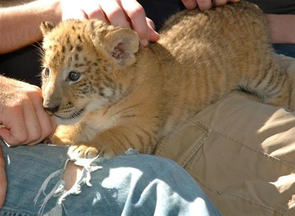 Liger Cub Petting at Myrtle Beach Safari, South Carolina, USA.