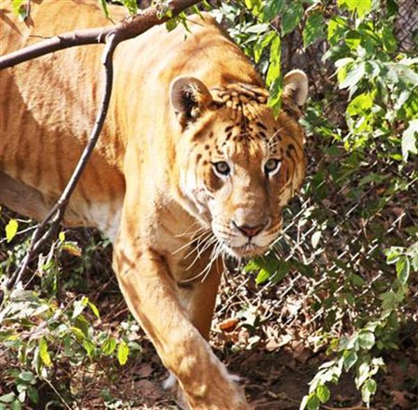 Liger Pet Rocky in United States. Rocky the liger is also famous for its killing and aggressive nature.