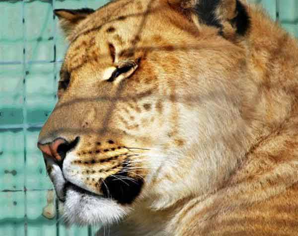 Liger Closeup Picture. 