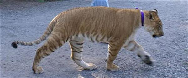 White tiger cubs maul keeper to death in India