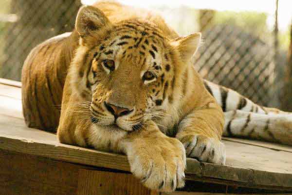 Radar the Liger ambushing at its prey