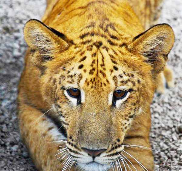 White Liger Pictures