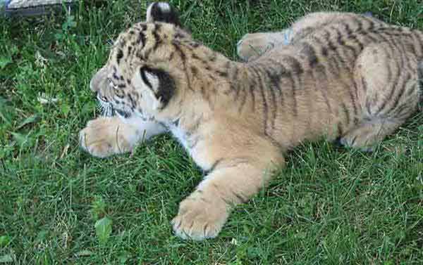 Radar the liger Cub Sitting on a Green Glass