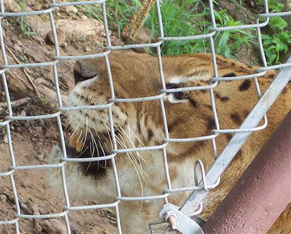 Liger Rocky sitting with anger at an animal santuary. Rocky is very ferocious and aggressive liger.