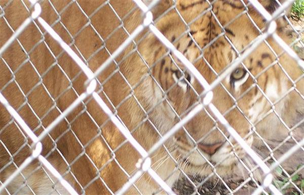 Liger Rocky Hungry looking Behavior. 