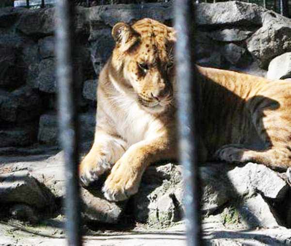 Liger Diet in Russia. Liger diet included Meat, Rabbit and Eggs.