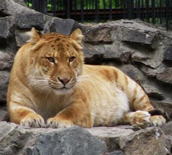 Ligers born at Novosibirsk Zoo in Russia. 