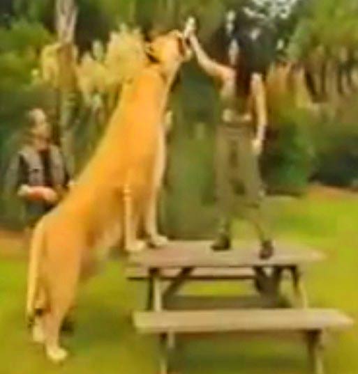 Samson the liger drinking milk along with Rajani Ferrante and Dr. Bhagavan Antle.