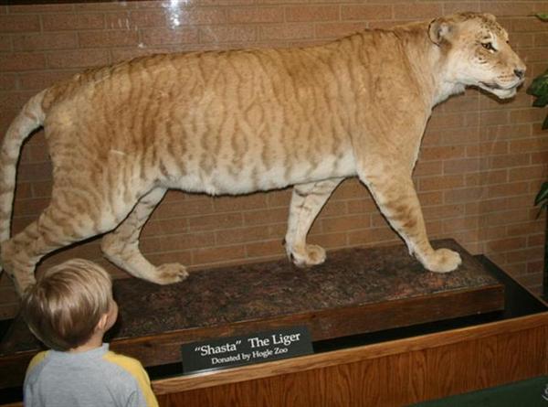 Liger Shasta Stuffed at Bean Museum in United States. 