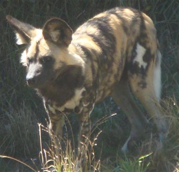 Speed of Cape Hunting Dog.