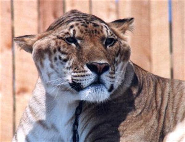 Liger sighting to catch and  outrun its prey. Ligers can speed upto 50 miles per hour.