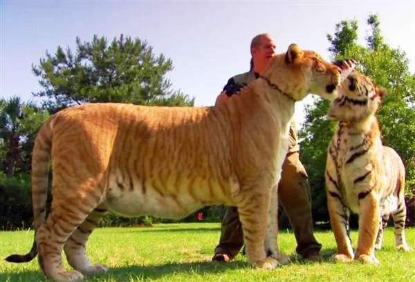 world largest liger