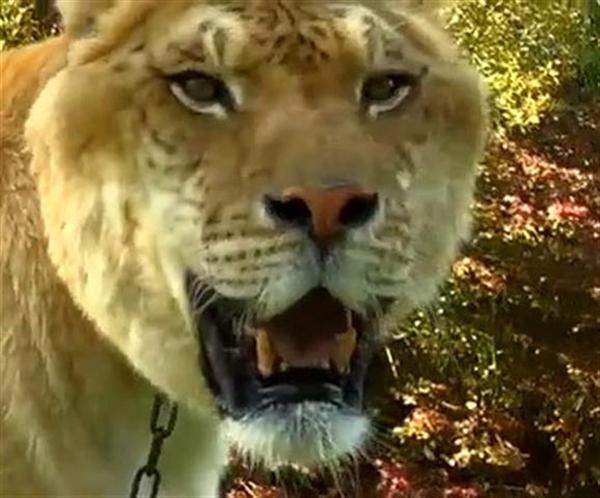 Liger Canine Teeth. 