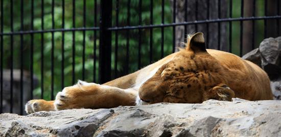 Small Liger