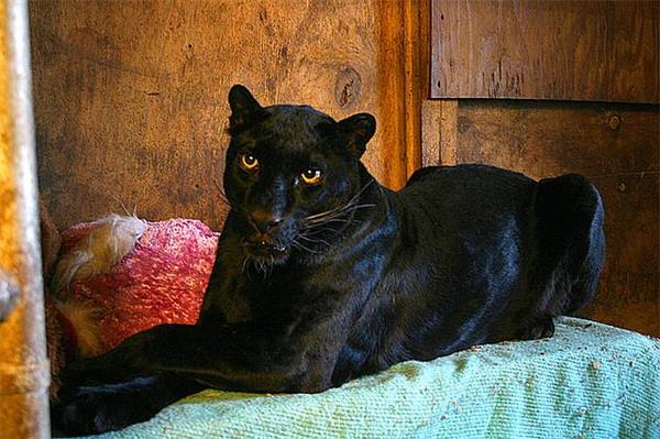 Black Liger Possibility. 