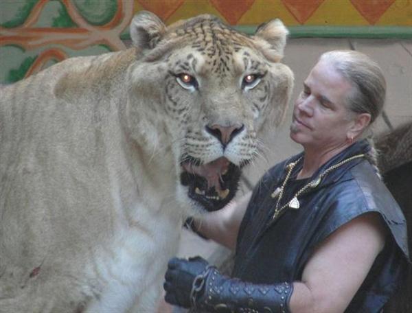 Ligers In Different Countries Of The World