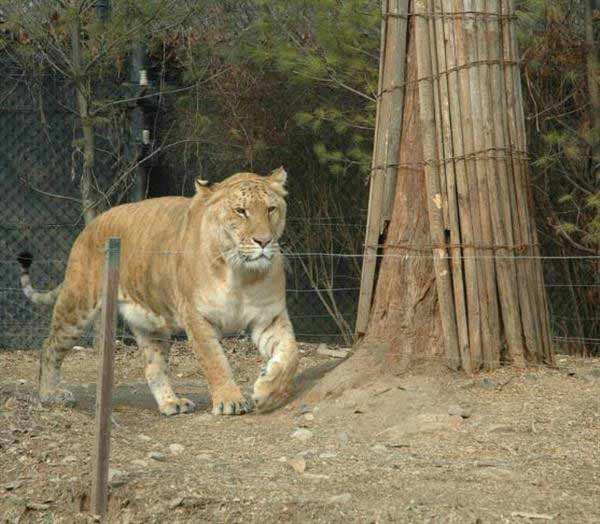 Ligers Black Color on their Skin. Less than 10% overall. 