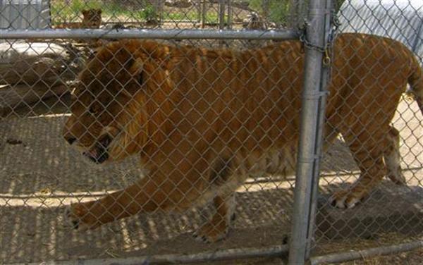 Hobbs the liger at Reno Zoo in United States. Liger Hobs lived a very healthy age.