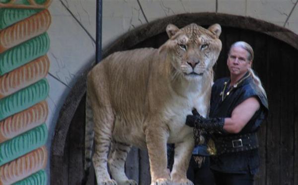 Liger Hercules is 9 years old. 