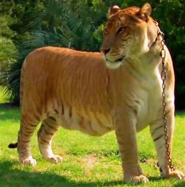 Liger Sinbad - Liger Profile