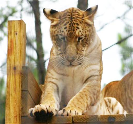 Ligers at Maximum in USA