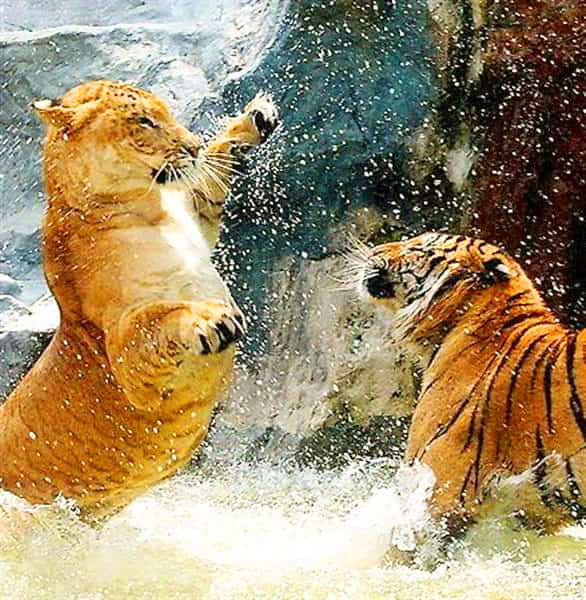 Both liger and tiger are good swimmers. Ligers love to swim while tigers even hunt in water as well.