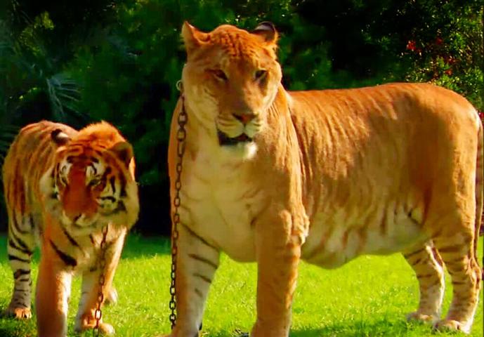Liger's height is around 6 feet tall while a tiger's height is around 4 and a half feet.