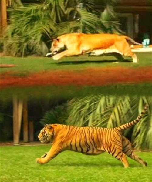 Both liger and tiger has a speed of around 50 to 60 miles per hour.