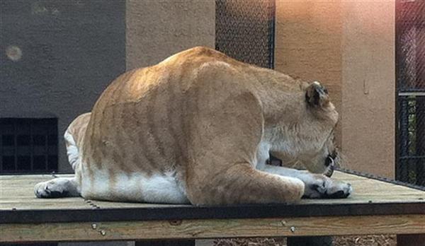 Liger Vulcan Ambushing at its prey