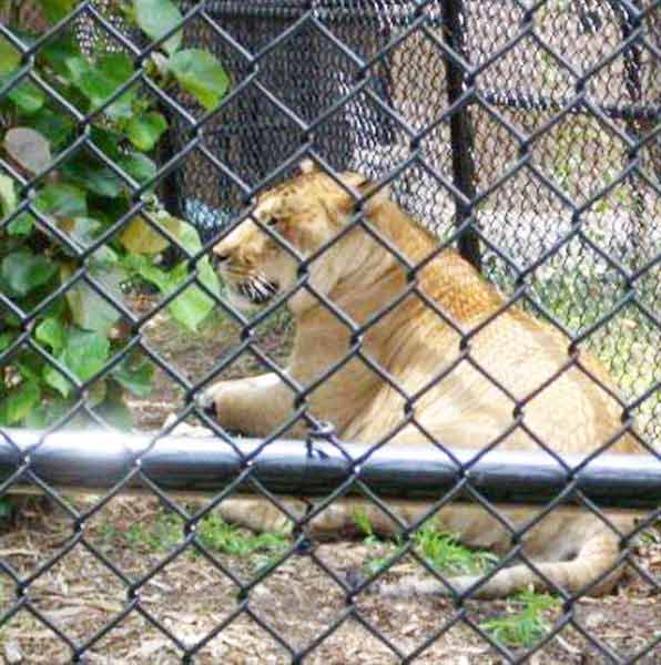 Liger Vulcan is a famous celebrity as it appeared on CNN, Newspapers and Magazines. 