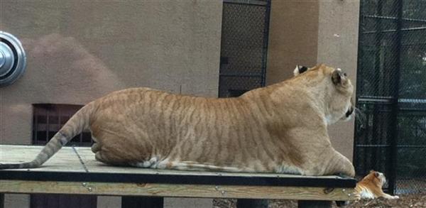 Liger Vulcan  Resting on a Stool. 