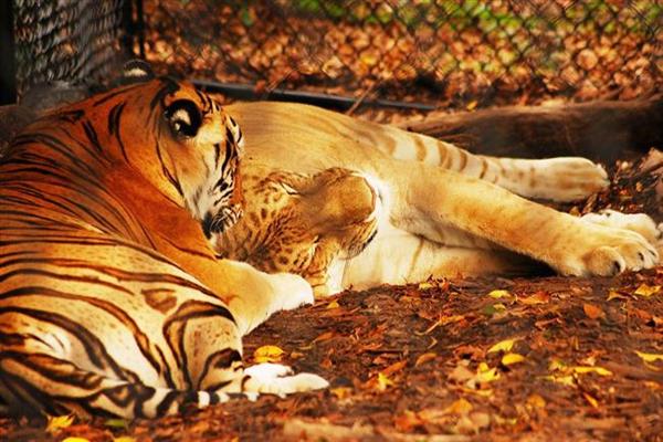 Wild Liger and Cross Breeding in the Wild.