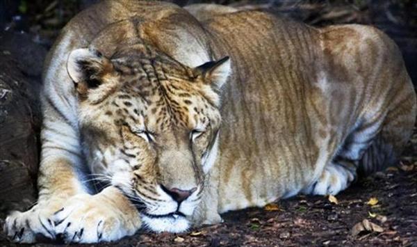 Wild Ligers and their existence in the wild.