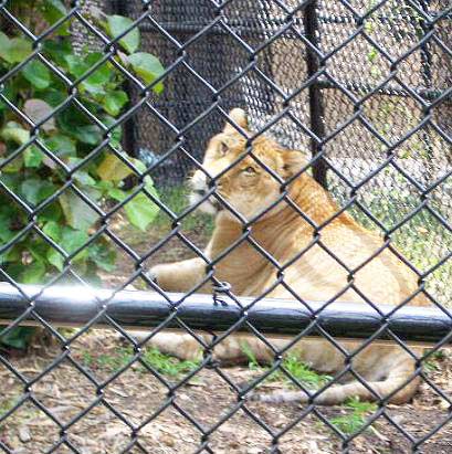 Liger Zeus Eats Beef and Chicken.