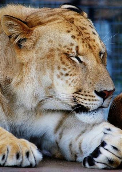 Liger Zeus is smaller as compared to its fellow siblings.