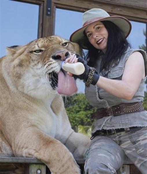 Rajani Ferrante feeds milk to the ligers. 