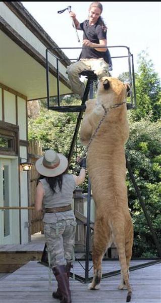 Liger Skills illustrated by Rajani Ferrante. A Liger can easily grab 13 feet prey in the air.