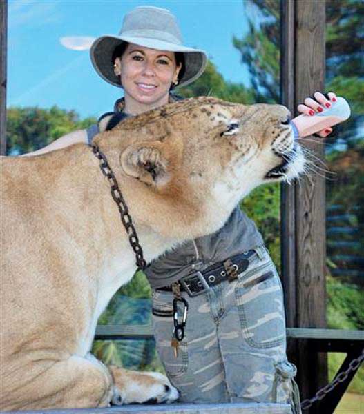 Liger Hercules with its trainer Rajani Ferrante. 