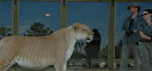 Rajani Ferrante Training Hercules the liger. 