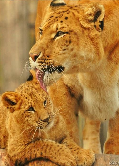 World's first liliger cub was born in Russia with male lion and a female liger as its parents.