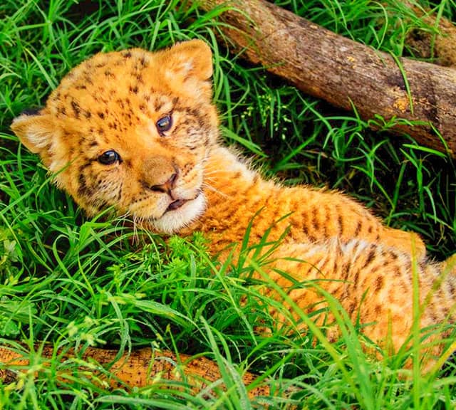World's first male liliger cub was born in USA's GW Zoo (also known as Wynnewood Zoo).