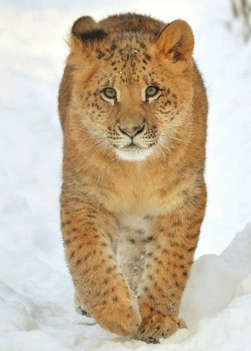 Kiara was world's first liliger cub. She was born in Russia's Novosibirsk Zoo.