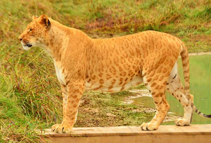 A liliger has spots like jaguar or leopard on its fur.