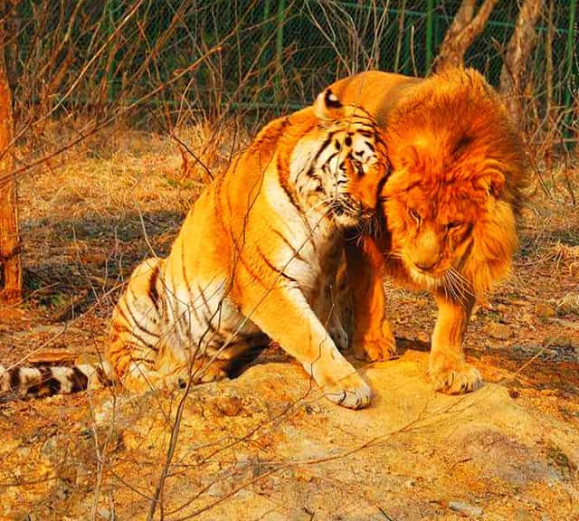 A tiger is a bigger man-eater than a lion. A tiger has a worst record as man-eater than a lion.