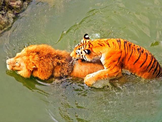 A tiger is a better swimmer than a lion. Lion vs tiger swimming comparison.