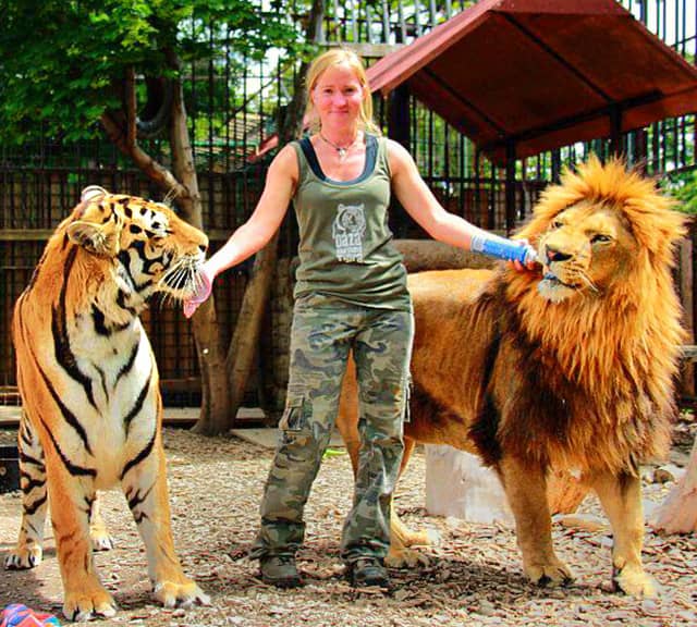 Tiger vs Lion Size Comparison: Are Tigers Bigger Than Lions?