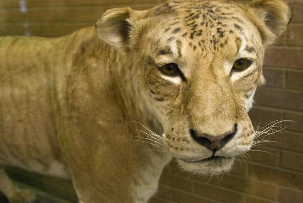 Liger Shasta was the only liger of 1972. 