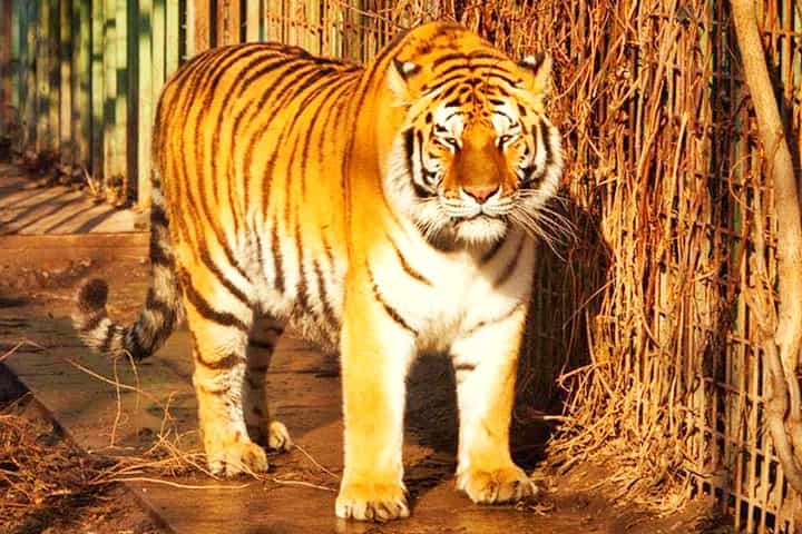 http://www.ligerworld.com/tiger-stripes-types/types-of-tiger-stripes.jpg